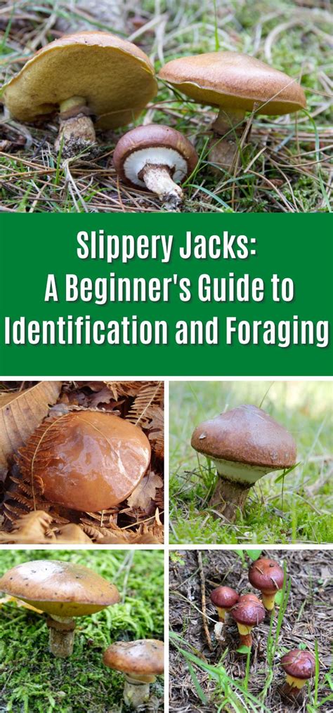 Slippery Jacks: A Beginner's Guide to Identification and Foraging ...