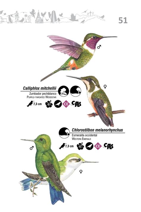 Gu A Ilustrada De Las Aves De Santiago De Cali By Naturaleza Creativa