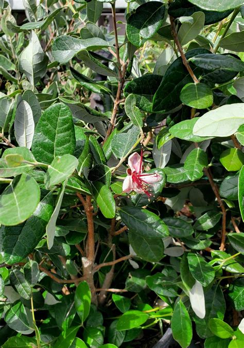 Pineapple Guava Feijoa Sellowiana Treeland Nurseries