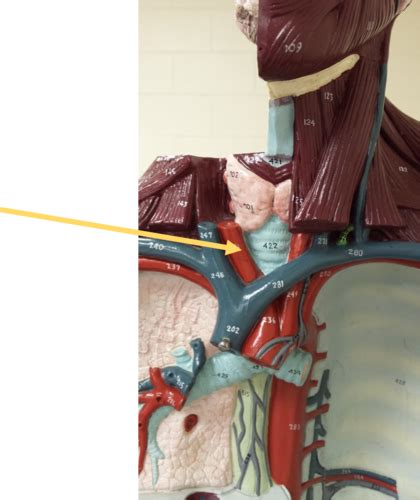 Torso Arteries Flashcards Quizlet