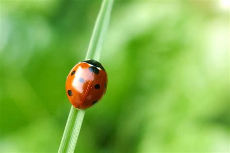 Premium Photo | Ladybug on a green leaf.