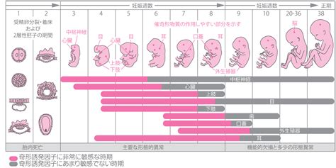 健康な赤ちゃんを産むために必要なことや注意すべき点