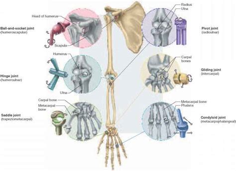 What Are The Six Different Types Of Synovial Joints Design Talk