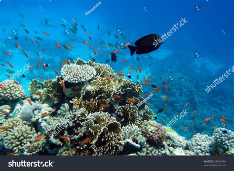 Coral Fish Of Red Sea Egypt Stock Photo Shutterstock