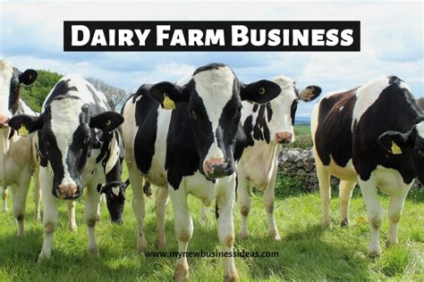 Dairy Farming Business Plan In India Step By Step Guide