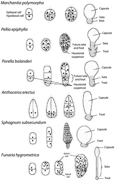 Exoscopic sporophyte embryo development of representative nonvascular... | Download Scientific ...