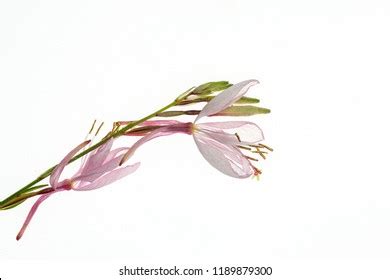 Gaura Isolated Flower Stock Photo 1189879300 | Shutterstock