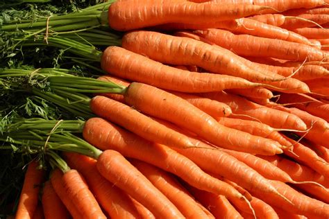 Carota Caratteristiche Propriet Nutrizionali E Benefici