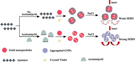 Schematic Representation Of The Sers Based Biosensor For The Detection