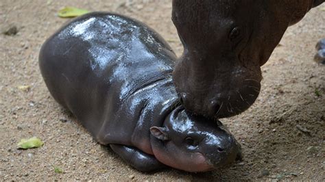 Everything You Need To Know About Moo Deng The Iconic Baby Hippo