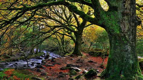 Nature Trees Forest Water Ireland National Park Stream Rock