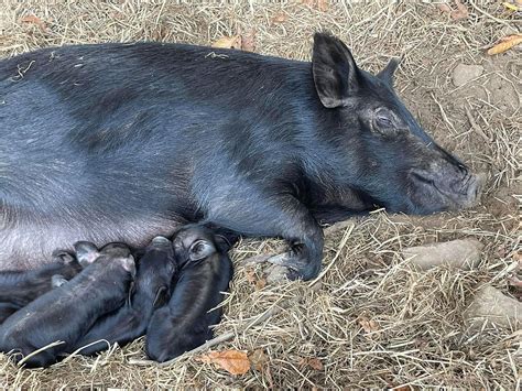 American Guinea Hog piglets waitlist | Red Belle Ridge