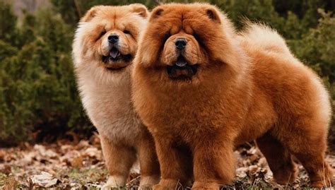 Origen Y Cuidados Del Chow Chow Historia Y Consejos Para Su Cuidado