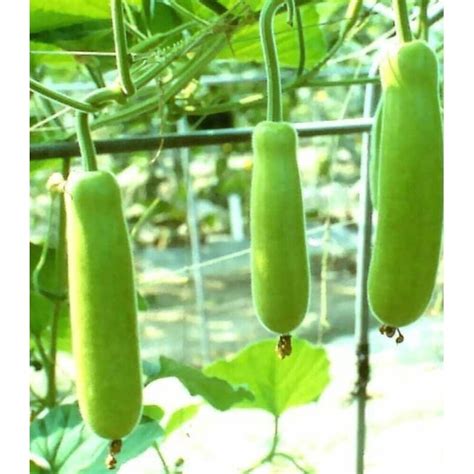 15x Calabash Bottle Gourd Seeds Long Lauki Dudhi Opo Bitter Melon Asian Squash