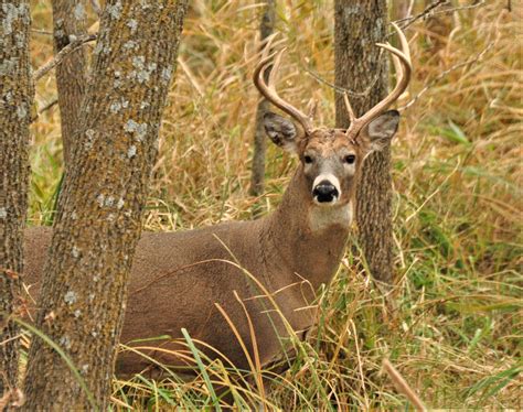 Deer Season Iowa Joana Lyndell