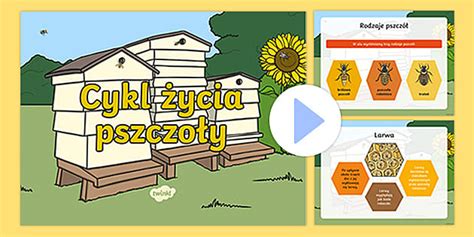 Cykl Ycia Pszcz Prezentacja Hecho Por Educadores