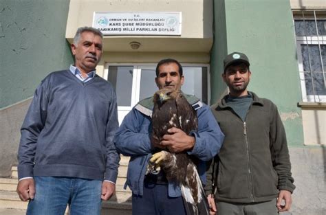 Kars Ta Bulunan Yaral Kartal Tedavi Edilecek