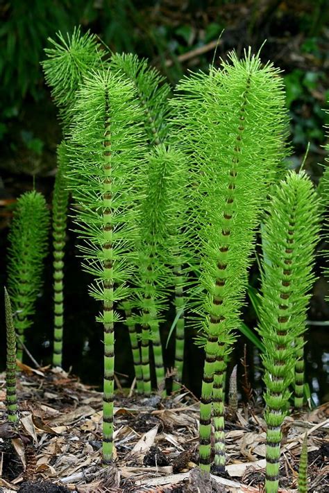 Equisetum Wikipedia The Free Encyclopedia Equisetum Jardinage Bio Herboristerie