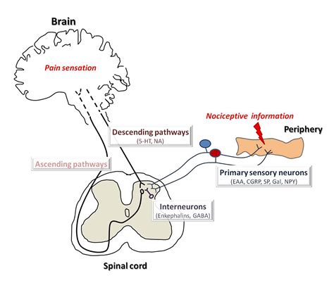 Chronic Pain Pathway