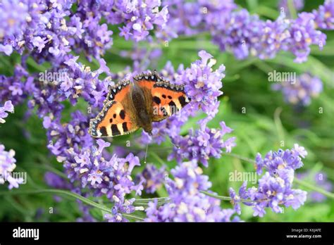 Butterfly with lavender background Stock Photo - Alamy