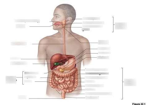 Digestion Diagram Diagram Quizlet