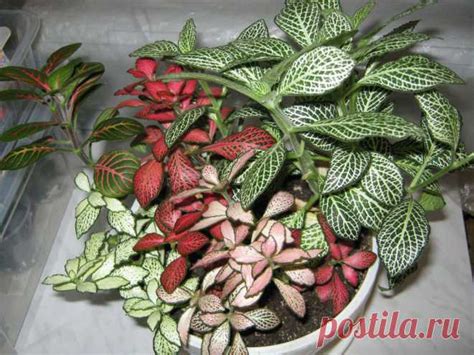 Комнатное растение Фиттония (Fittonia). Многолетние травянистые ...