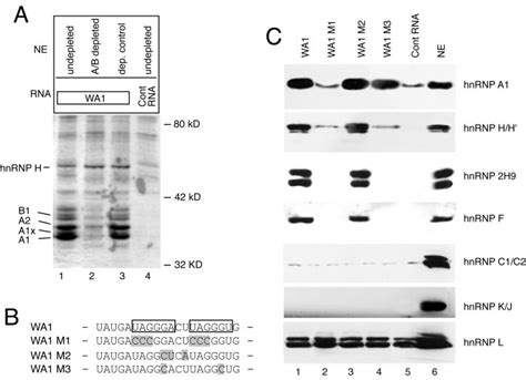 Hnrnp Binding To Wa The Hnrnp A High Affinity Binding Sequence A