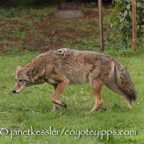 Eluding: Coyote Behavior | Coyote Yipps