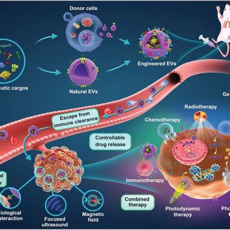 Engineered Evs As Advanced Nanomaterials For Cancer Therapy