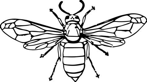 Vintage Wasp Coloring Page Colouringpages