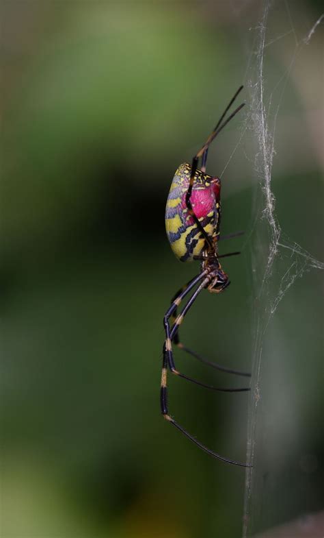 Nephila Clavata Alchetron The Free Social Encyclopedia