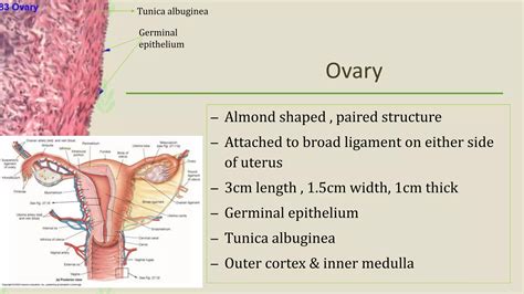 Anatomy Histology Of Ovary And Oogenesis PPT