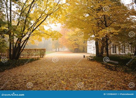 Trees With Colorful Leaves During Foliage In Autumn In An Old Park