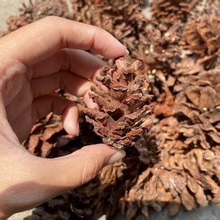 Jual Biji Bunga Pinus Bahan Kerajinan Rustic Dekorasi Rustic Shopee