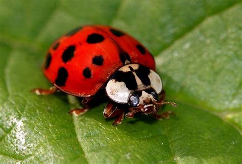 Asian Lady Beetles - Pest Library - Masters Pest Control