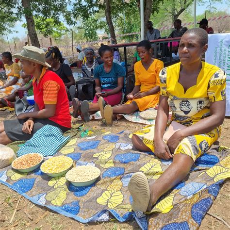 Farmers In Zimbabwe Embrace Agroecology CIMMYT