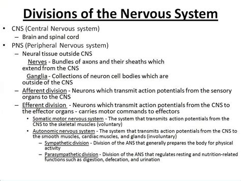 Central Nervous System Outline