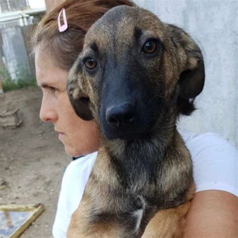 Sarabi Chien Croisé e à l adoption Lyon Pet Adoption