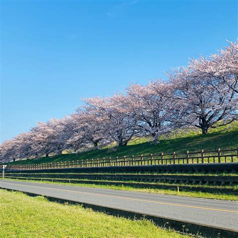 戸田公園ガイド地域密着情報サイト on Twitter 今日も朗らかな陽気になりそう昨日の時点ではまだ戸田桜づつみを楽しめます