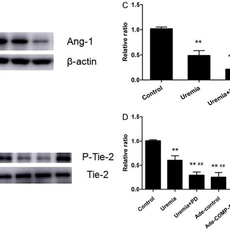 Western Blot Analysis Of Peritoneal Angiopoietin 1 Ang 1 After Uremia