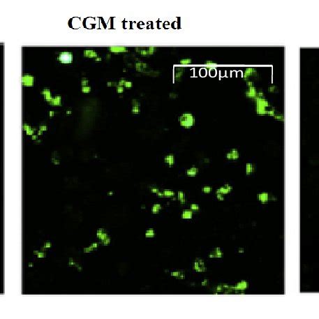 Evaluation Of Intracellular ROS Level Intracellular ROS Generation By