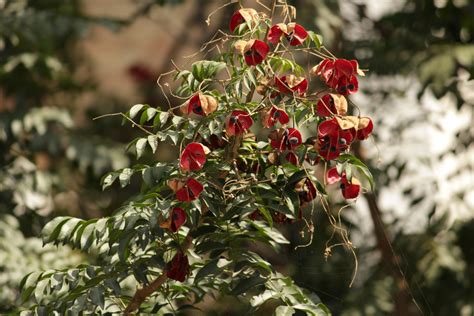 Free Images Tree Nature Branch Blossom Fruit Leaf Flower Food