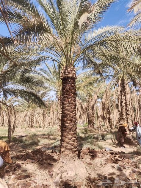 نخل للبيع مثمر القصيم عنيزه الرياض الرس خلاص برحي سكري موقع حراج