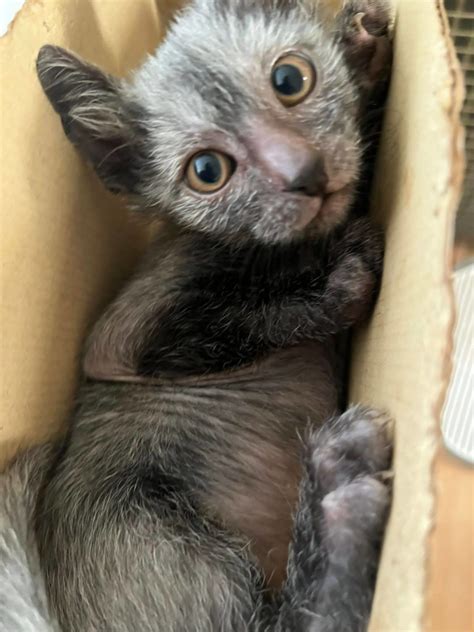 Lykoi Babies Update Shalnavazz Sphynx And Lykoi Cats