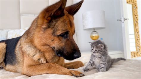 German Shepherd Meets New Kitten For The First Time YouTube