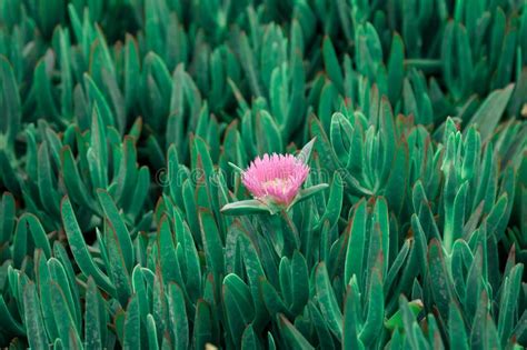 Estaleiro De Sucata Carpobrotus Rossii Ou Carcalla Cultivado Em Dunas