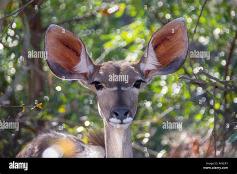 A Female Kudu In Southern African Savanna Stock Photo Alamy