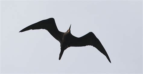 Aves en Brasil Ave fragata Tesourão Fregata magnificens