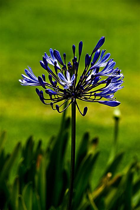 Blue Flower Photograph By Steve Cohen Art Photography Fine Art America