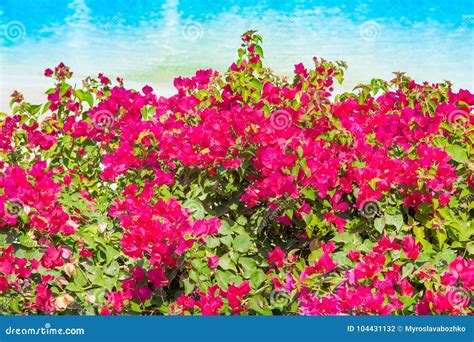 Blooming Bougainvillea Flowers Magenta Color Bougainvillea Flowers